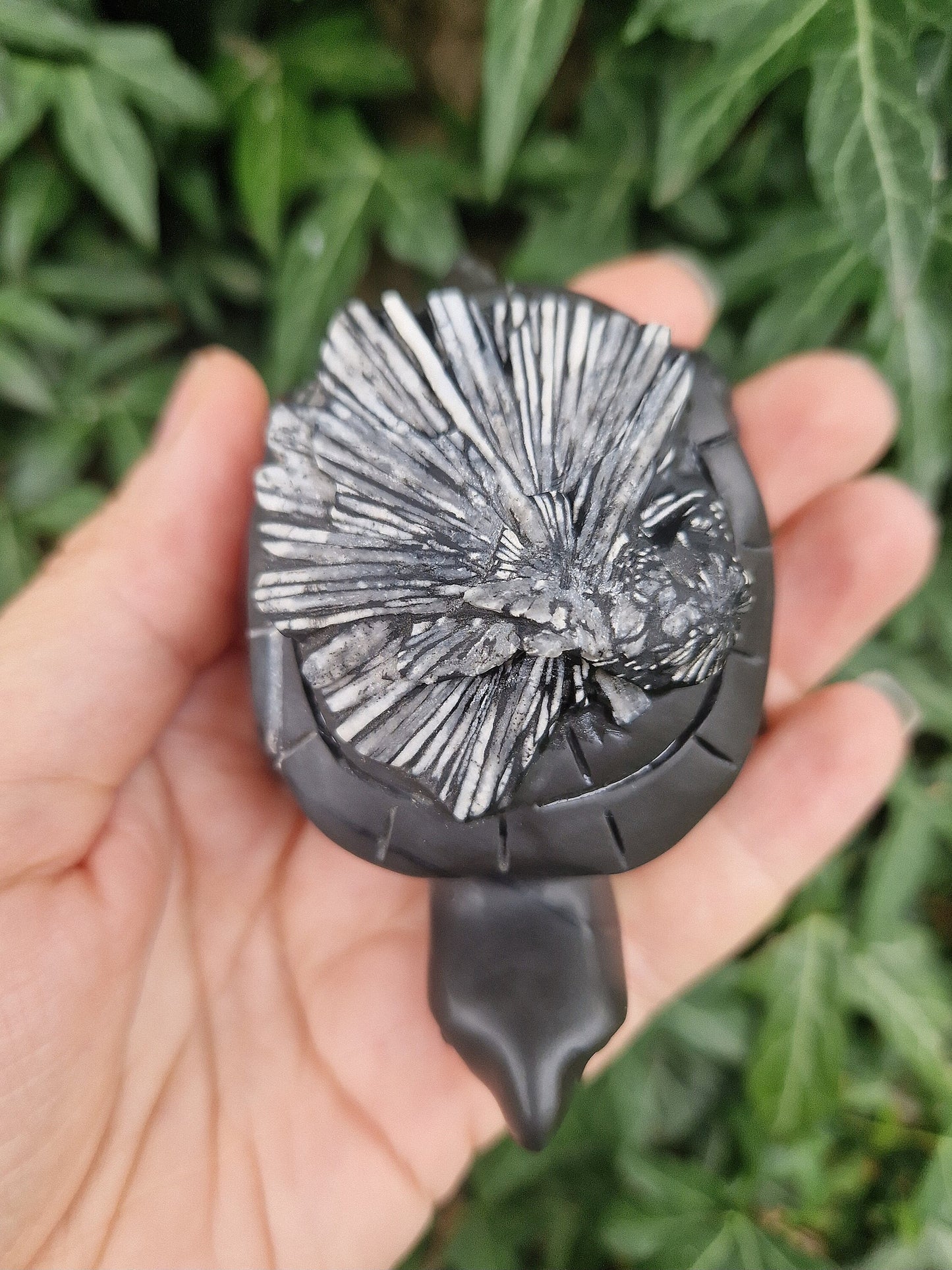 Beautiful rare chrysanthemum turtle carving 70mm x 50mm