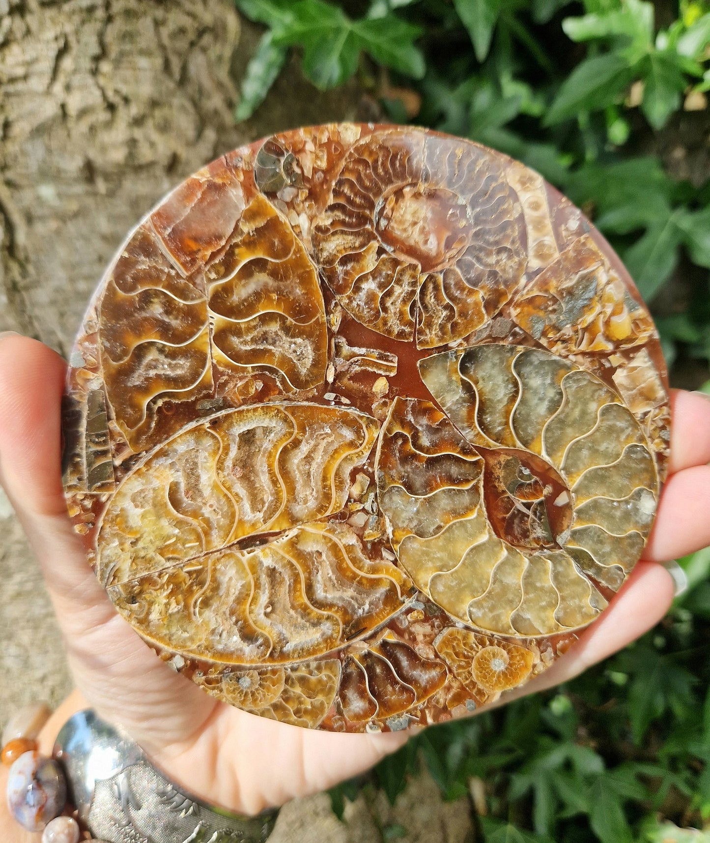 beautiful ammonite fossil slab coaster ornament. Large ammonite fossil. premium quality. Collector. Geology gift